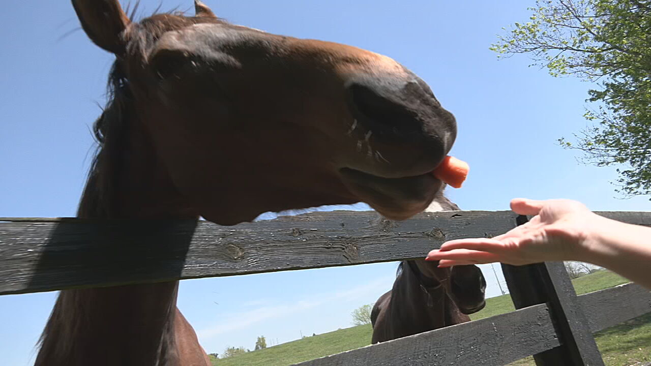 Thoroughbred Retirement Foundation2